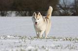 SIBERIAN HUSKY 449